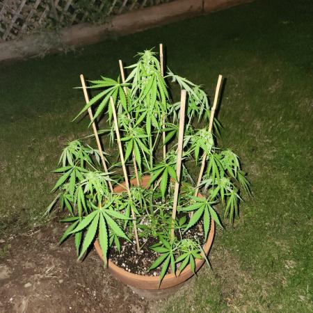 Mix Pack Auto RF3