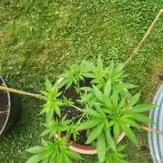 Snoop's punch