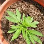 Snoop's punch