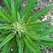 Mix Pack Auto RF3