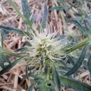 Frosty's Auto Freak
