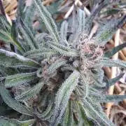 Frosty's Auto Freak