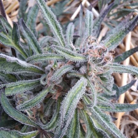 Frosty's Auto Freak