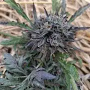 Frosty's Auto Freak