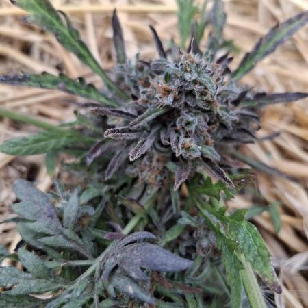 Frosty's Auto Freak