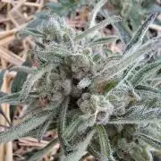 Frosty's Auto Freak