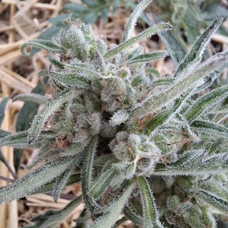 Frosty's Auto Freak
