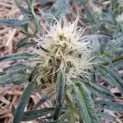 Frosty's Auto Freak