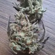 Frosty's Auto Freak