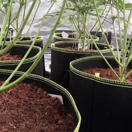 Fastbuds Auto Mixed Tent