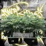New Money- GM sucht den Superpheno