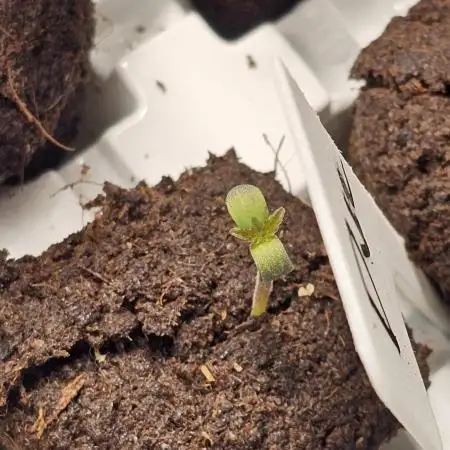 White Rhino (Green House Seeds)