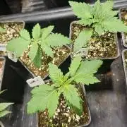 White Rhino (Green House Seeds)