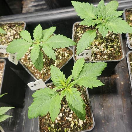 White Rhino (Green House Seeds)