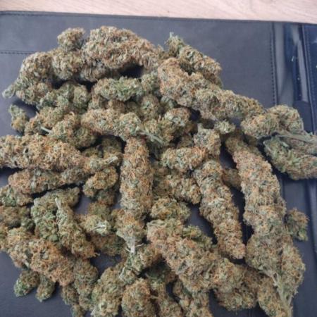 BlueDream - Humboldt