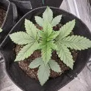 GG4SherbetFF - FastBuds