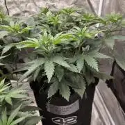 GG4SherbetFF - FastBuds
