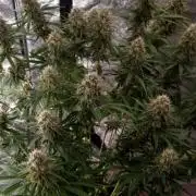 BananaKrumble - GreenHouseSeed