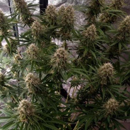 BananaKrumble - GreenHouseSeed