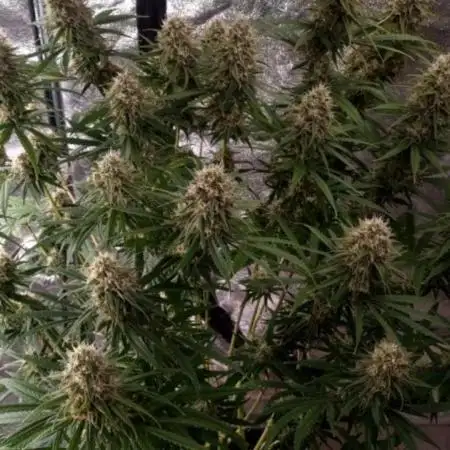 BananaKrumble - GreenHouseSeed