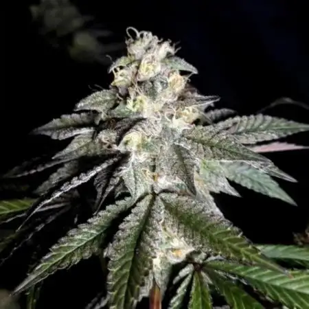 NoriCake - GreenHouseSeed