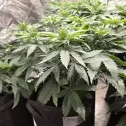 PurpleCookieKush - Sensi Seeds