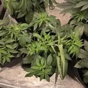 PurpleCookieKush - Sensi Seeds