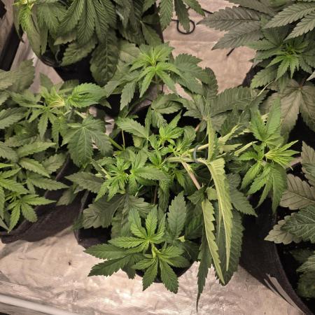 PurpleCookieKush - Sensi Seeds