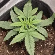 WeddingCheeseCakeFF