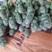 JackHerrer - GreenHouseSeed