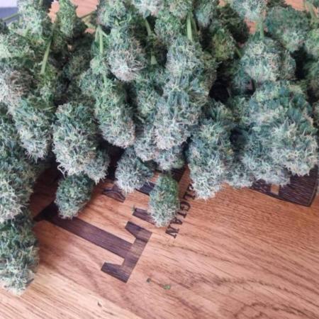JackHerrer - GreenHouseSeed