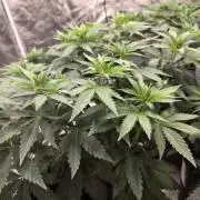 LemonCherryRuntz - FastBuds