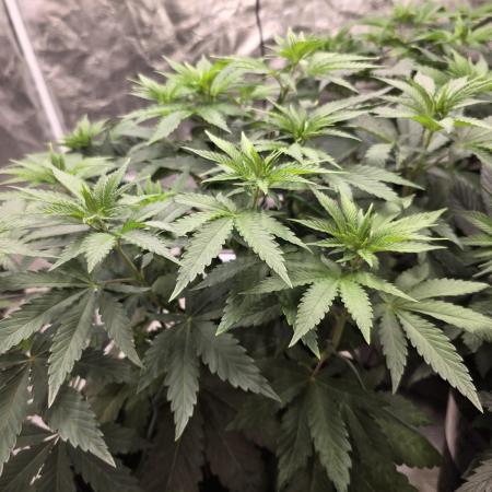 LemonCherryRuntz - FastBuds