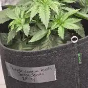 PurpleCookieKush - Sensi Seeds