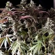 NoriCake - GreenHouseSeed