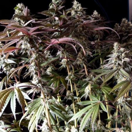 NoriCake - GreenHouseSeed