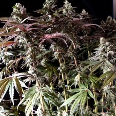 NoriCake - GreenHouseSeed
