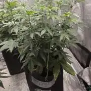 LemonCherryRuntz - FastBuds