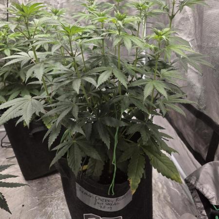 LemonCherryRuntz - FastBuds