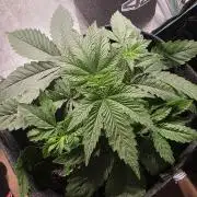 LemonCherryRuntz - FastBuds