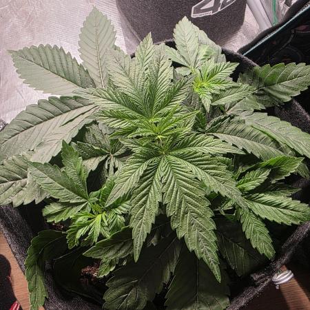 LemonCherryRuntz - FastBuds