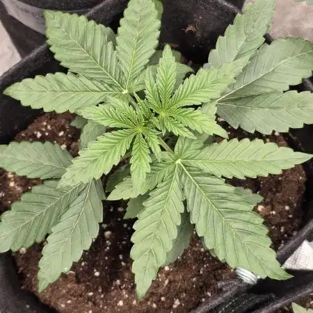 LemonCherryRuntz - FastBuds