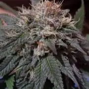 Kong'sKrush - GreenHouseSeed