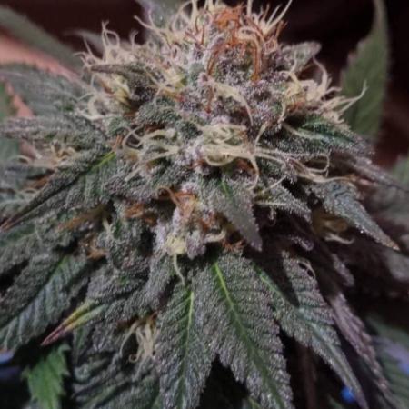 Kong'sKrush - GreenHouseSeed