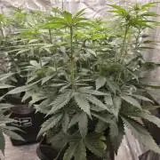 PurpleCookieKush - Sensi Seeds