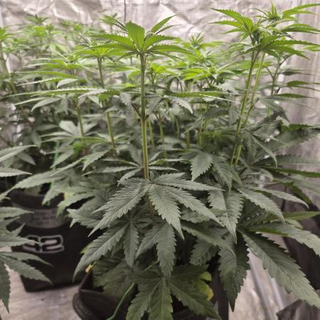 PurpleCookieKush - Sensi Seeds