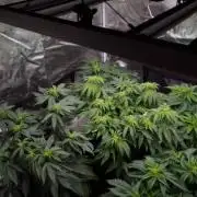 Kong'sKrush - GreenHouseSeed