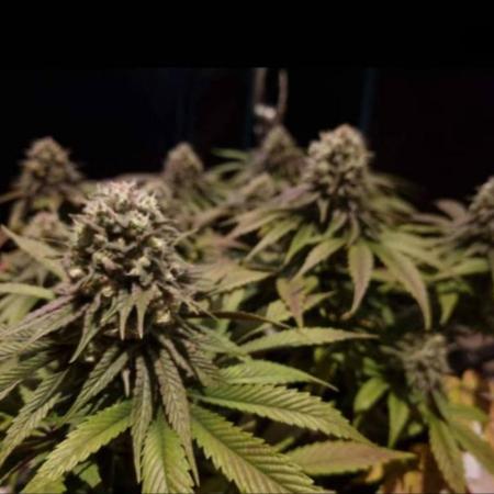 LemonKushHeadbandt