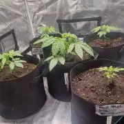 Kong'sKrush - GreenHouseSeed