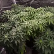 Kong'sKrush - GreenHouseSeed